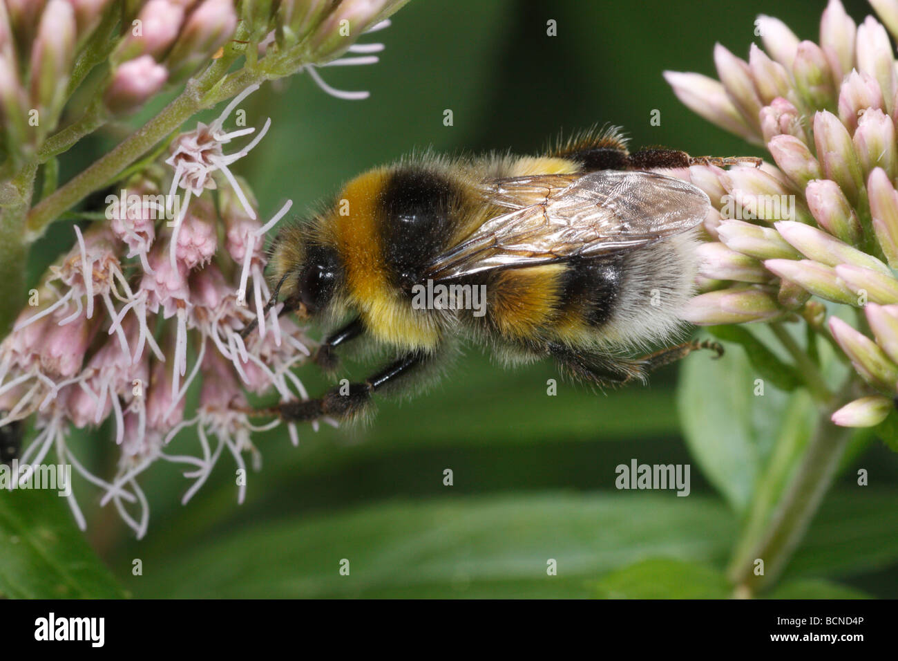 Bombus Terrestris, Buff-tailed Hummel oder große Erde Hummel. Stockfoto