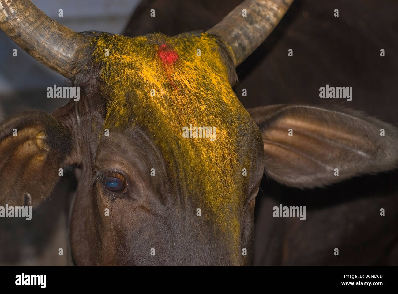 Hindu-Kuh, heilige Kuh. eine Kuh. Varanasi (Benares), Indien Stockfoto