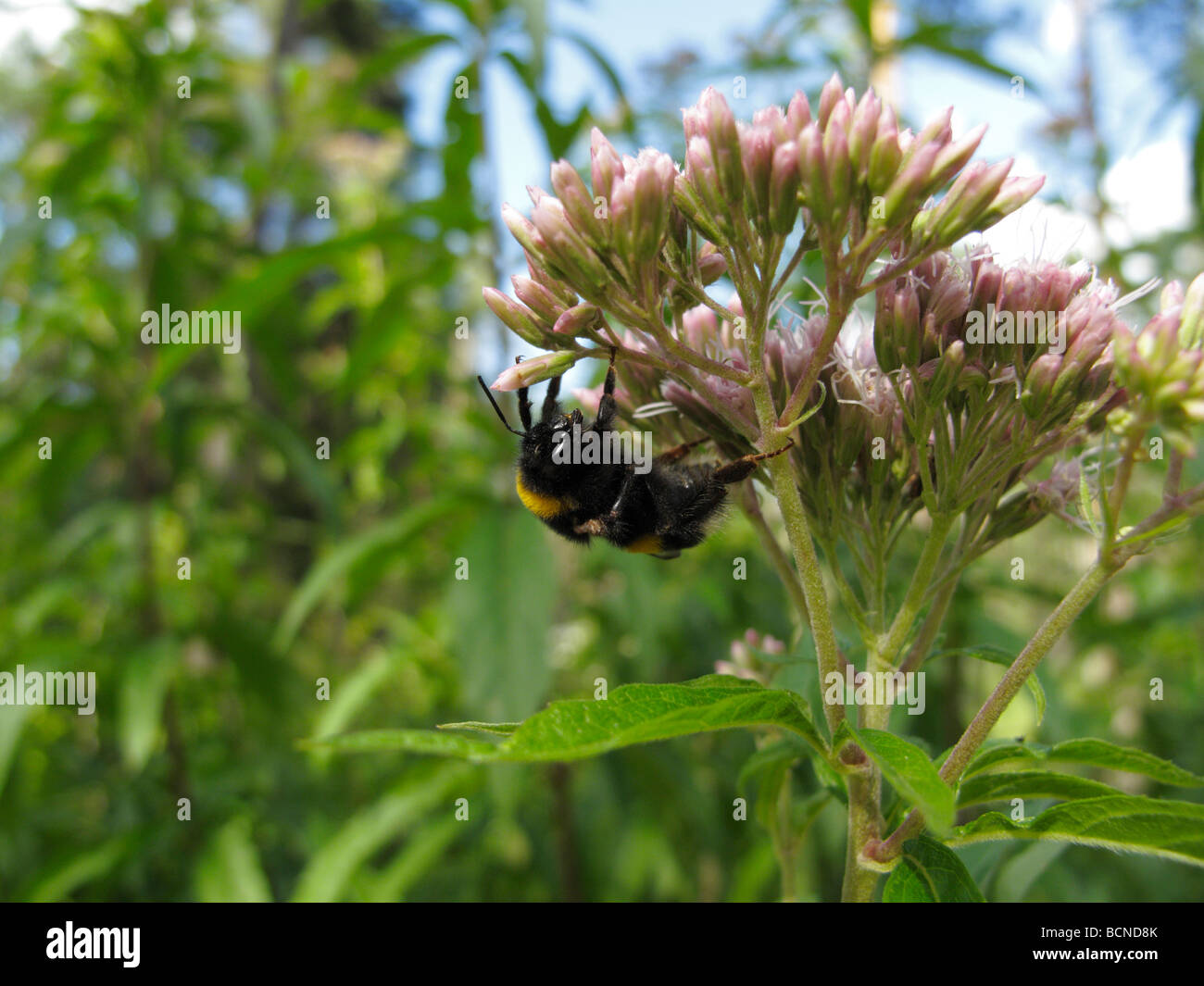 Bombus Terrestris, Buff-tailed Hummel oder große Erde Hummel, klammerte sich an eine Blume (Eupatorium Cannabinum) Stockfoto