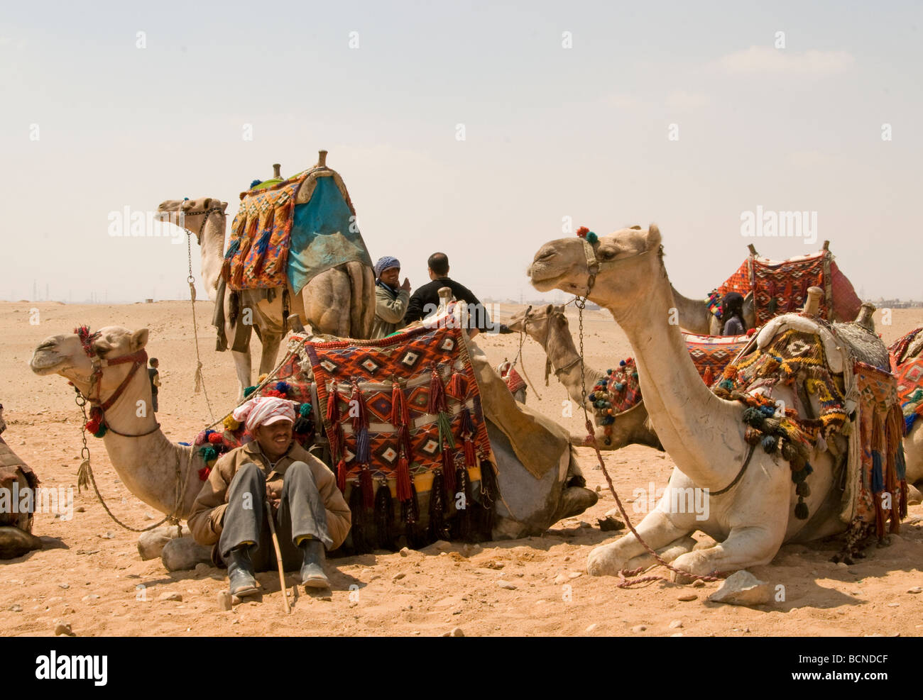 Pyramiden Pyramiden Gizeh Cheops Ägypten Cairo Camel Stockfoto