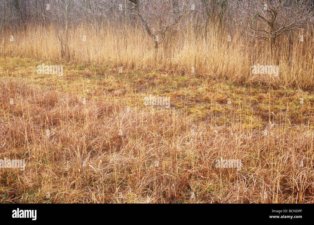 Winter Fenland Szene des goldenen gemeinsame Segge Sumpf und Schilf vor Wäldchen von nackten Eiche Erle und Birke Eschen Stockfoto