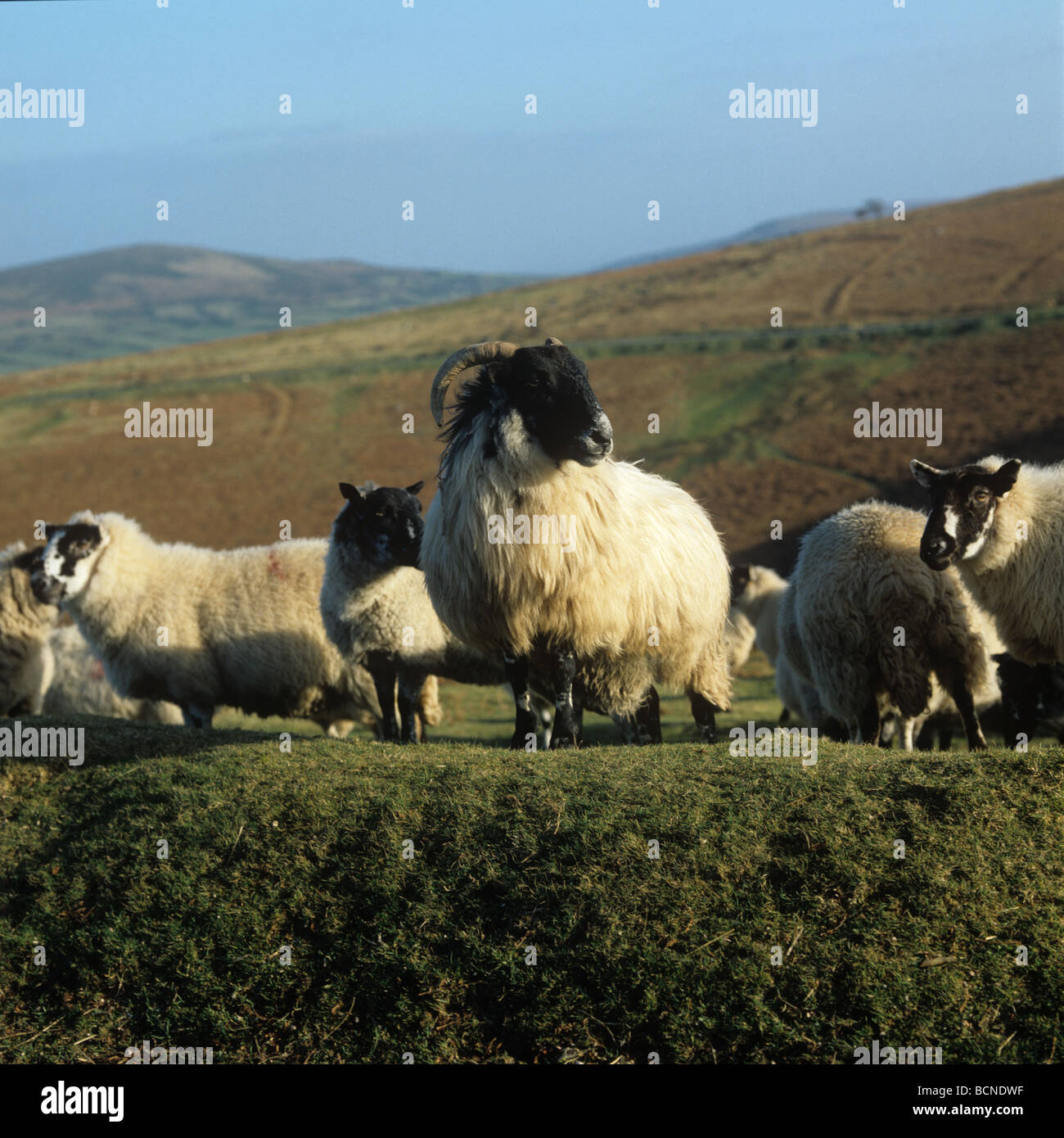 Scottish Blackface Ram und Maultier Mutterschafe auf Dartmoor im winter Stockfoto