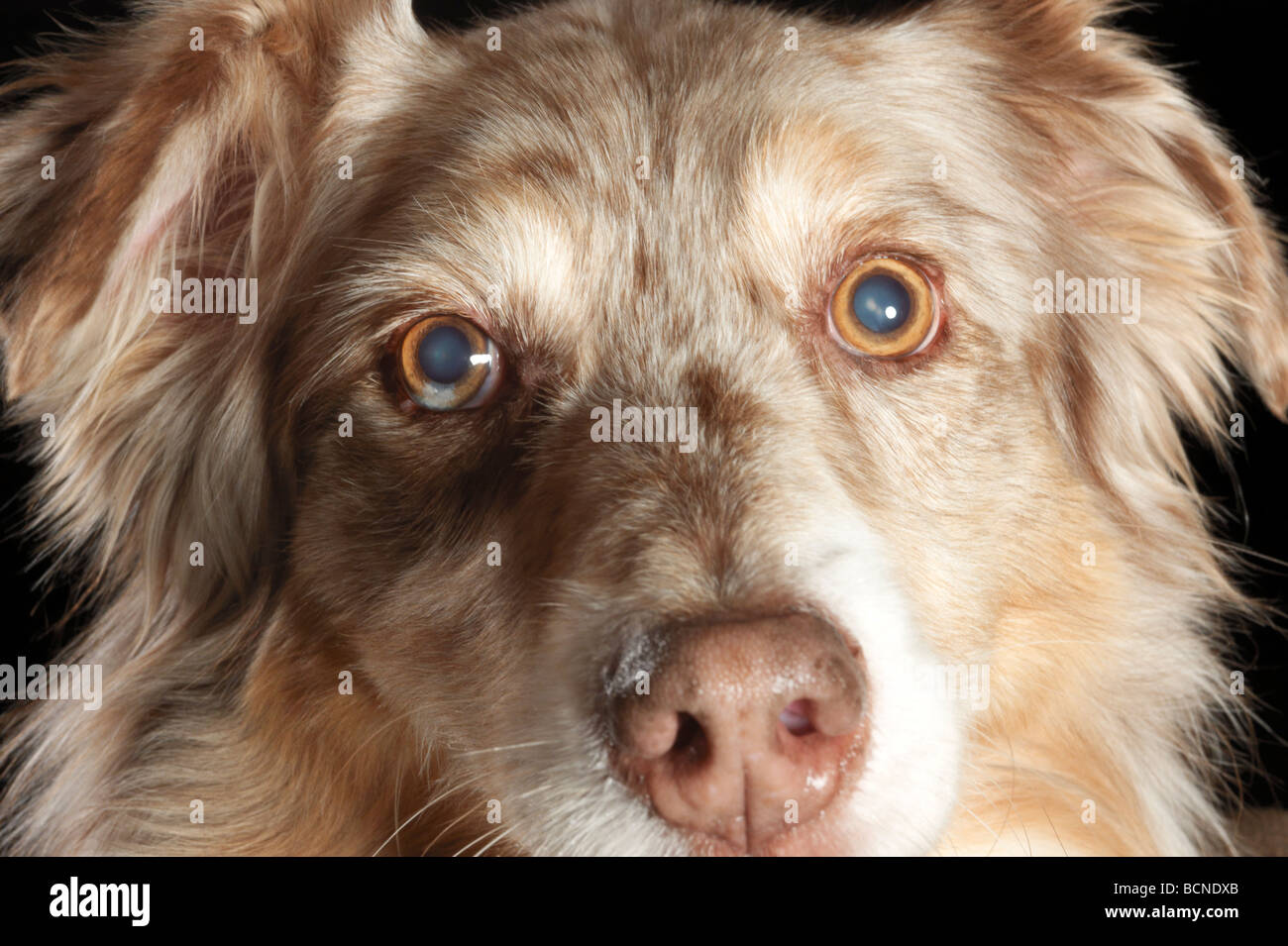 Porträt eines Australian Shepherds Augen schließen Stockfoto