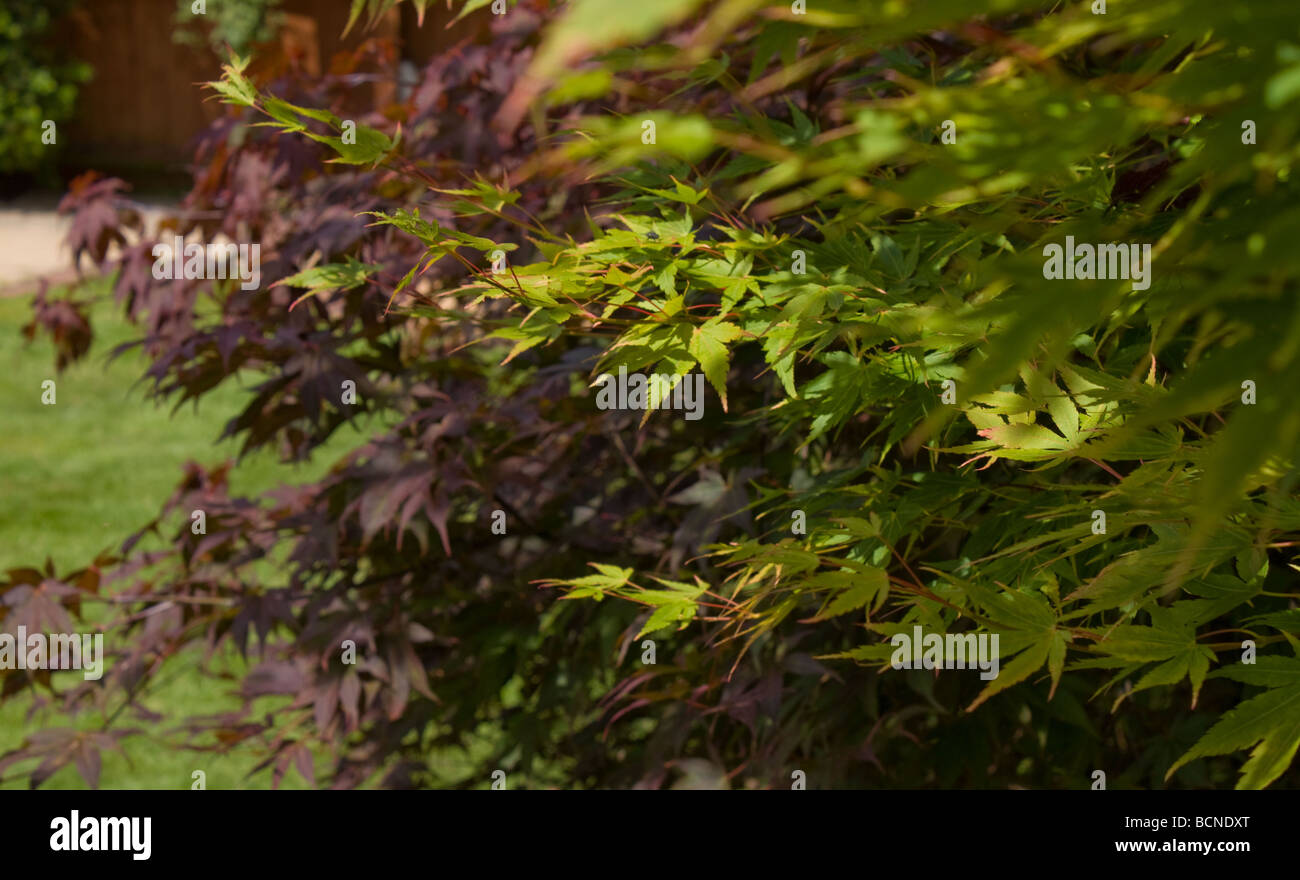 Rote und grüne Blätter japanische Acer Stockfoto