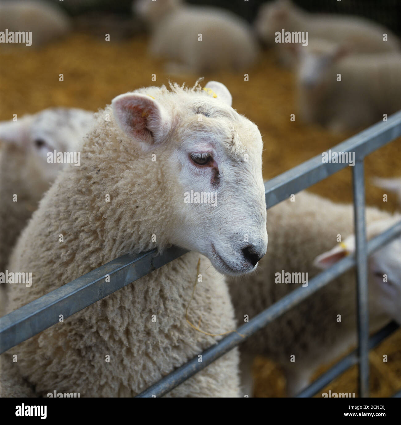 Texel X Lamm mit Blick auf eine Metall Hürde in einen Strohhalm gebettet Polyäthylen-Haus Stockfoto