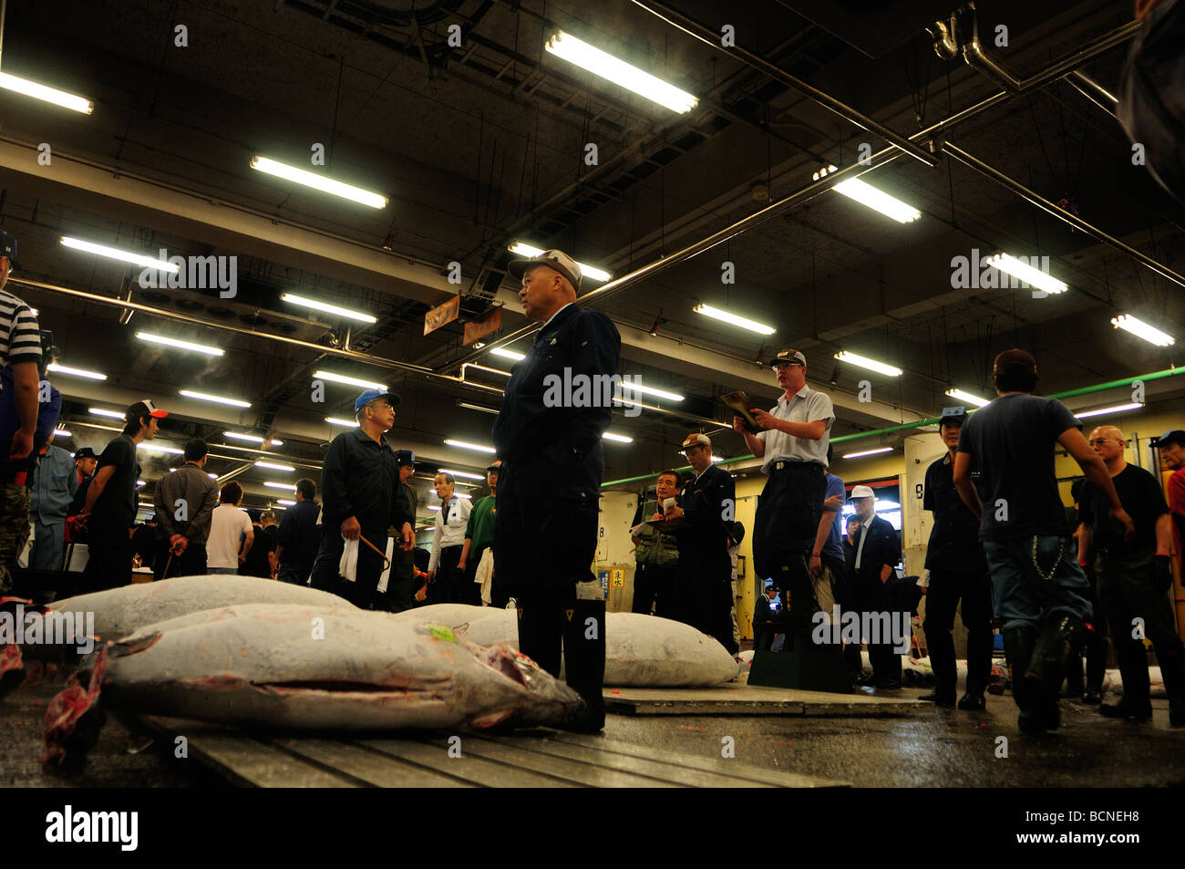 Händler-Auktion über Reihen von gefrorenen Thunfisch Tsukiji weltweit größten Fischmarkt Zentrum von Tokio Japan Stockfoto