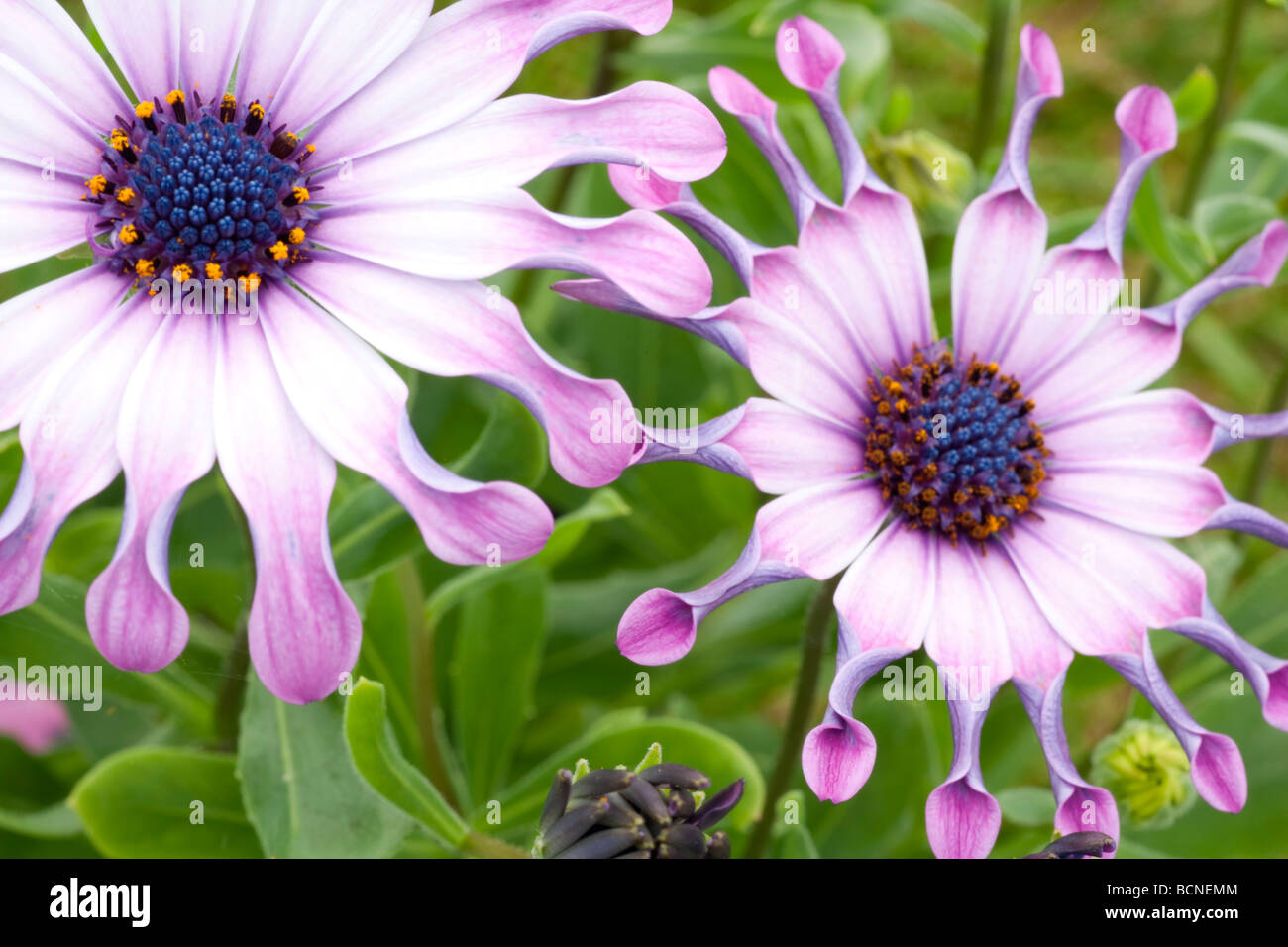 Gartenblumen UK Gelassenheit Osteospermum Rosa P oder Herbers oder Cape Gänseblümchen Stockfoto