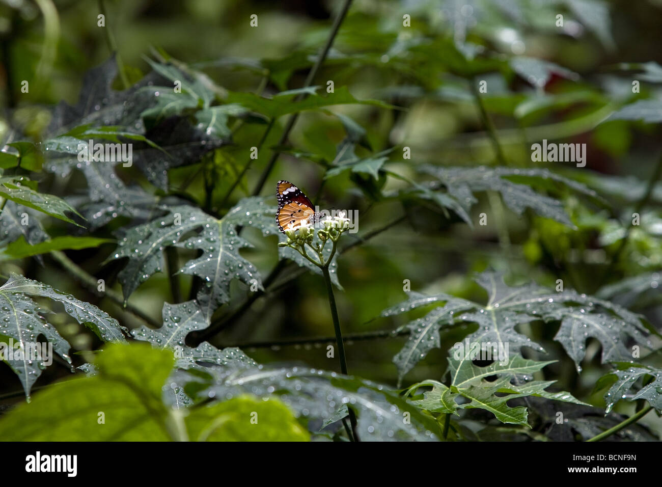 Goldene Helicon aus Costa Rica Stockfoto