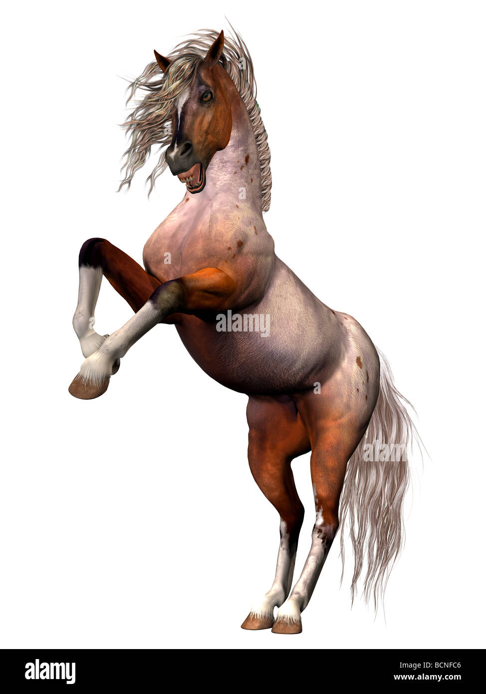 Eine Brabant Bay Brut des Pferds im Zorn und in Defnese von sich selbst oder seine Gattin, Aufzucht oder anzugreifen. Stockfoto