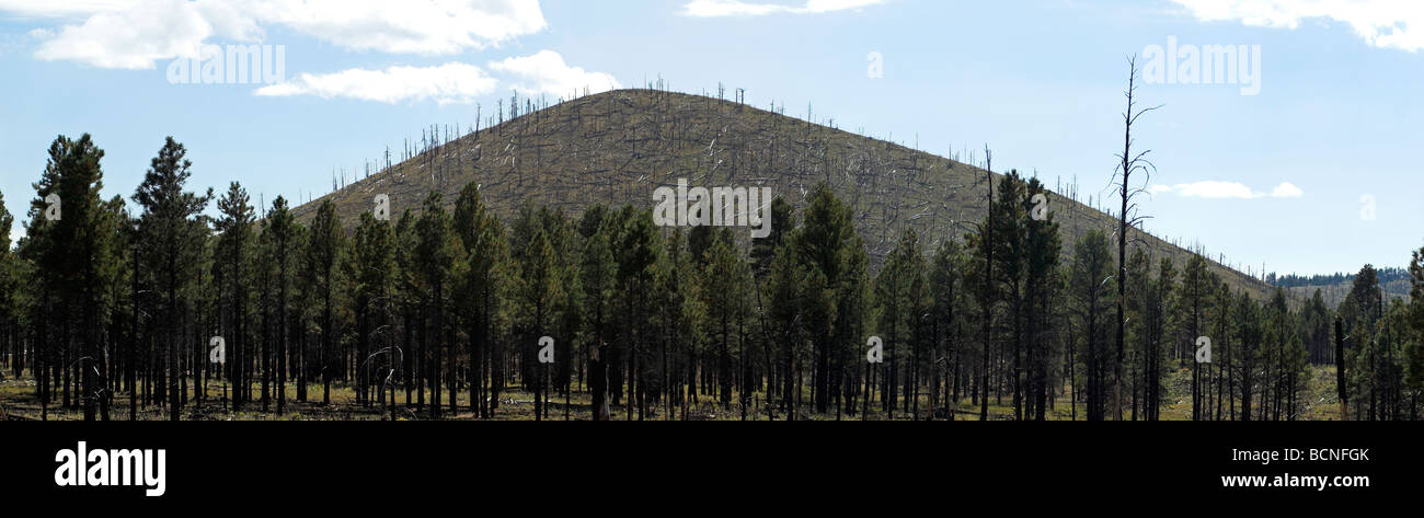 Panoramablick über einem Feuer beschädigt Wald mit einigen Aufschwung zu beobachten. Stockfoto