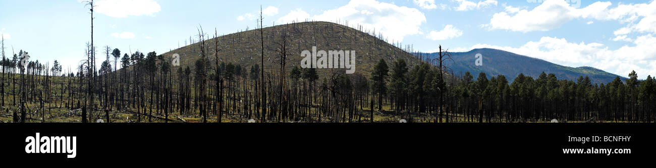 Panoramablick über einem Feuer beschädigt Wald mit einigen Aufschwung zu beobachten. Stockfoto
