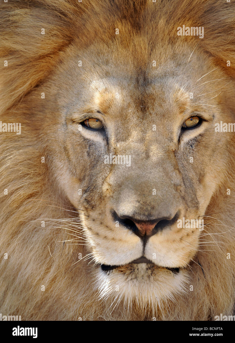 Full-Frame-Nahaufnahme von erwachsenen männlichen afrikanischen Löwen oder Panthera Leo Stockfoto