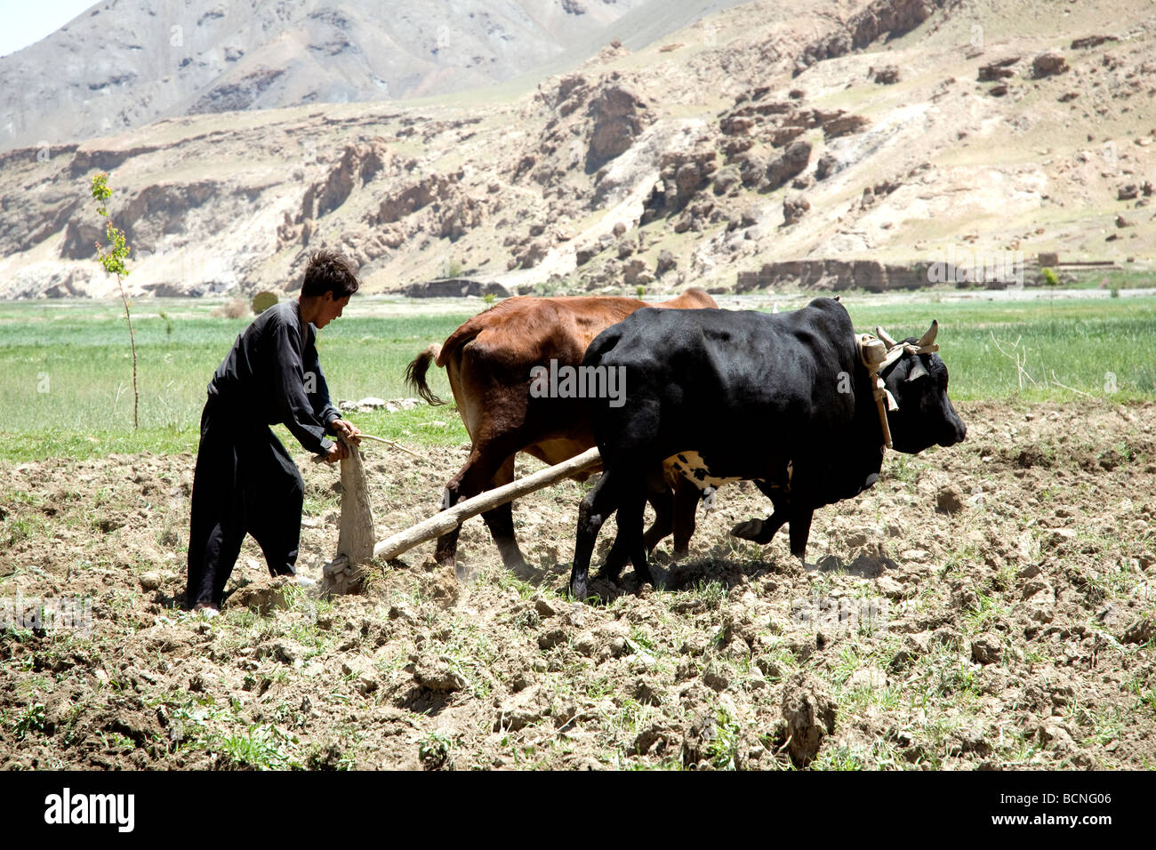 Ein Junge verwendet zwei Kühe und einen hölzernen Pflug um Land für den Anbau von Kartoffeln in Afghanistans Ghorband Tal vorzubereiten Stockfoto