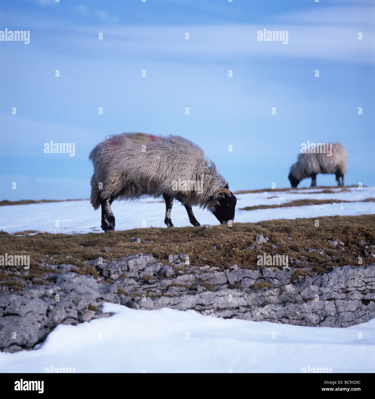 Swaledale Schafe weiden auf kurze Weide im Schnee bedeckt Moorland Westmorland Cumbria Stockfoto