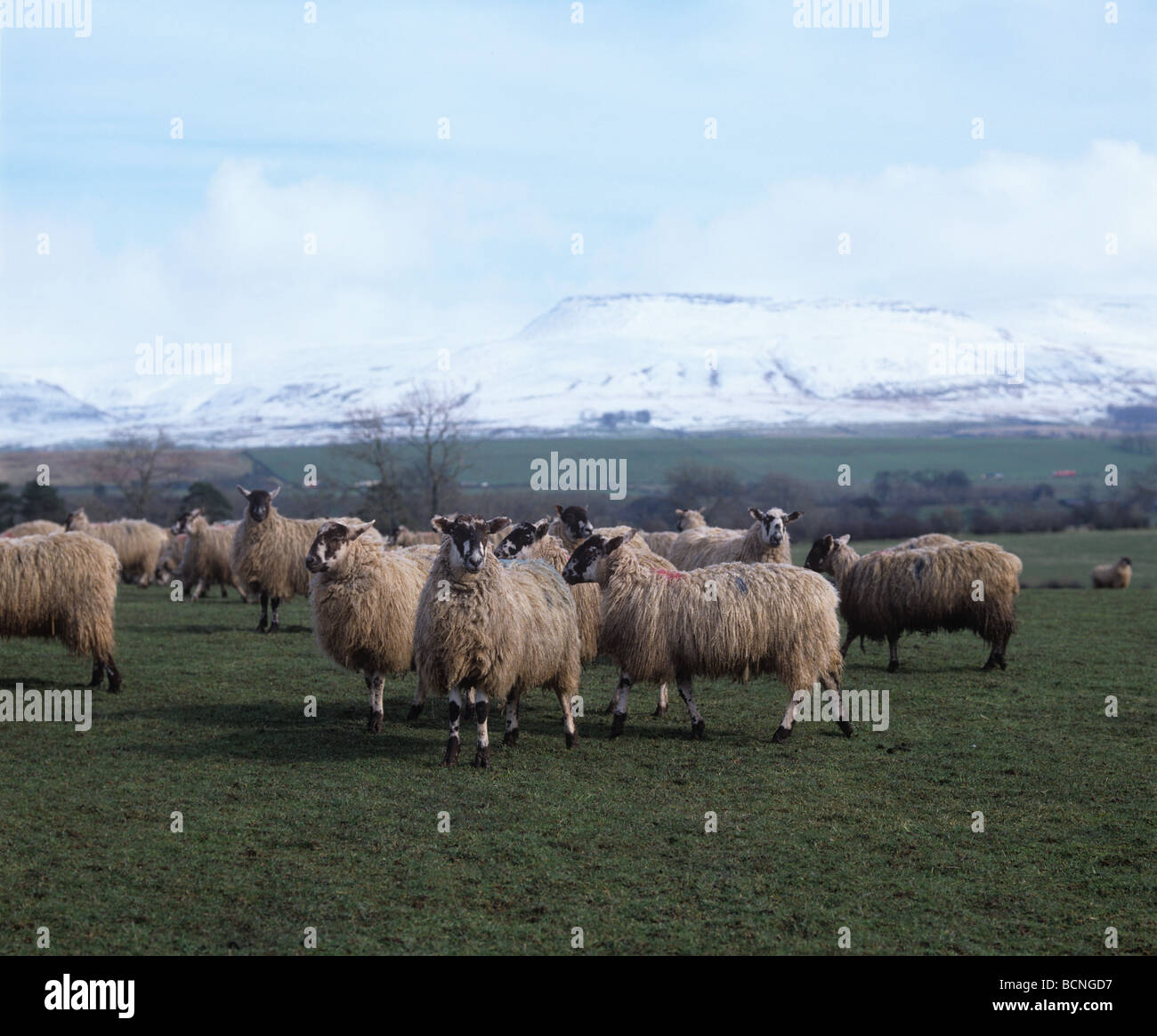 Norden von England Maultier Schafe auf der Weide mit verschneiten Pennine Hills hinter Cumbria Stockfoto