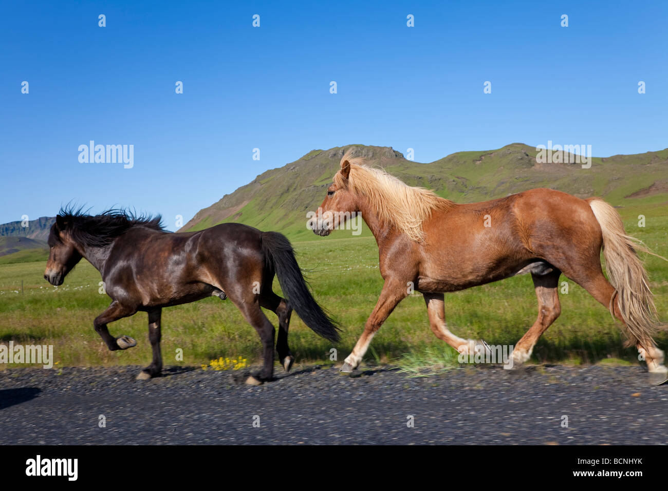 Zwei Pferde im Galopp an der Seite einer Straße beleuchtet durch goldene Abendlicht Schuss vor Ort in Island Stockfoto