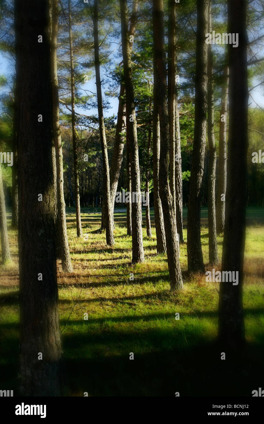 Schöne Landschaft Wald mit tollen Farben und soft-Fokus-Perspektive Stockfoto