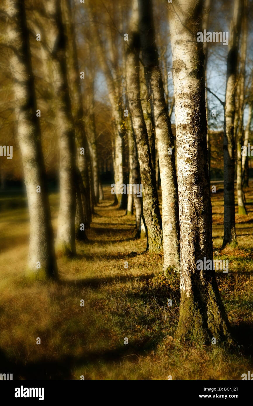 Schöne Landschaft Wald mit tollen Farben und soft-Fokus-Perspektive Stockfoto