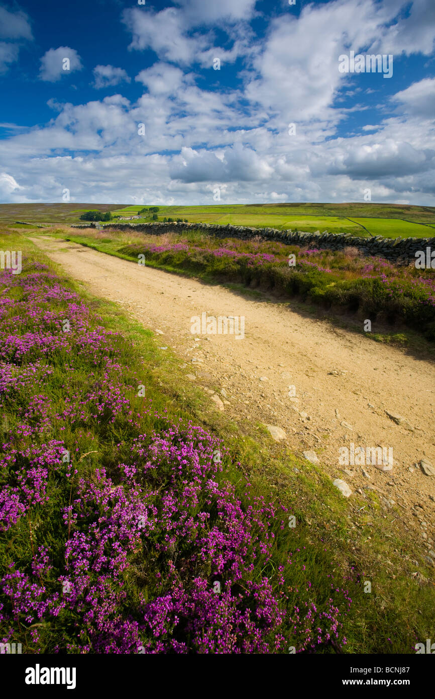 England Northumberland Blanchland Heather Birkside fiel an die North Pennines Area of Outstanding Natural Beauty Stockfoto