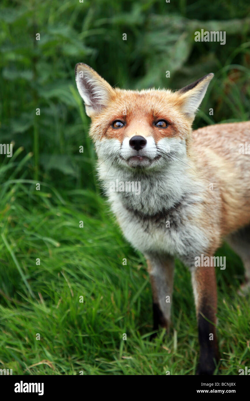 Red Fox Cub Warnung Stockfoto