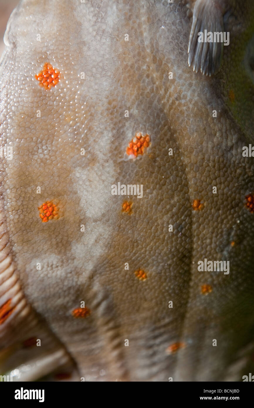 Plattfische Steinbutt Haut Stockfoto