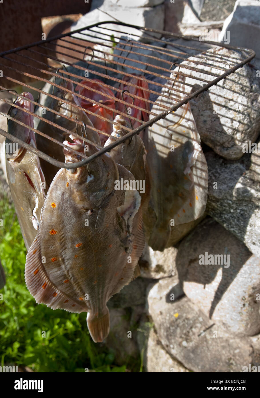 Geräucherte Plattfische Steinbutt und Meer Barsch im Hause gemacht Ofen ausräuchern Stockfoto