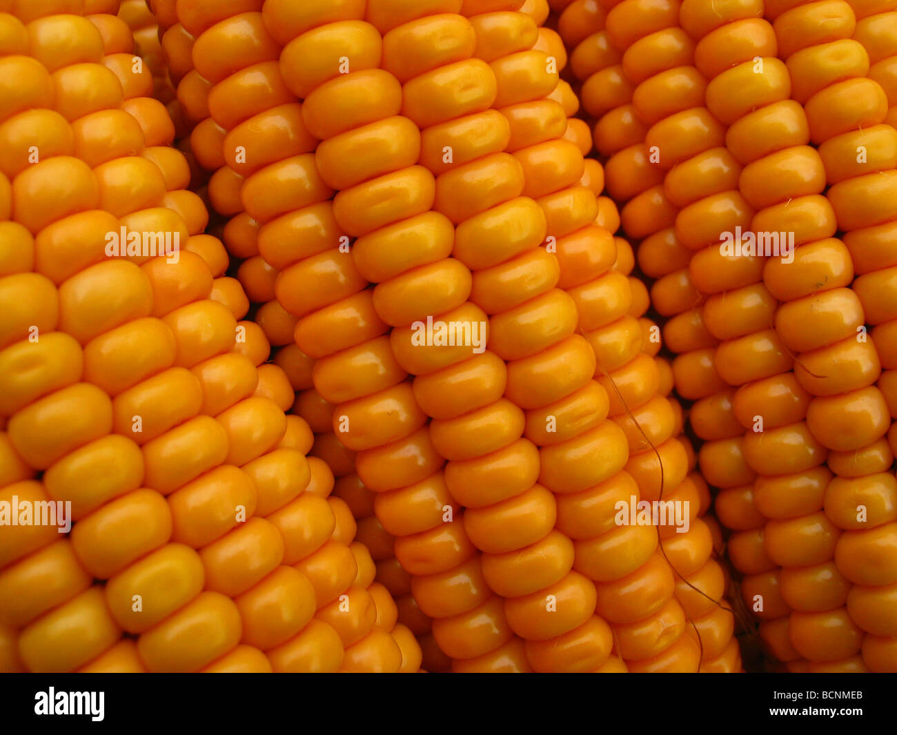 Detail des goldenen Mais, Provinz Henan, China Stockfoto