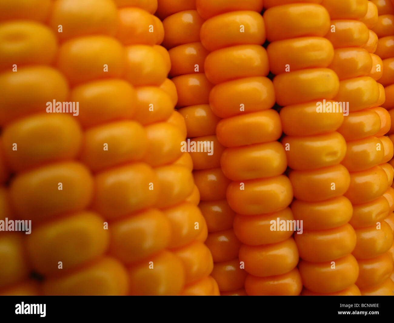Detail des goldenen Mais, Provinz Henan, China Stockfoto