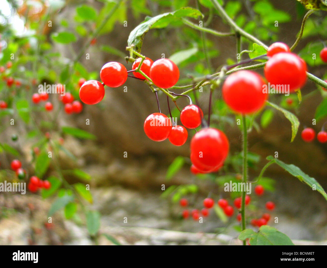 Chinesische Wofberry Pflanzen, China Stockfoto