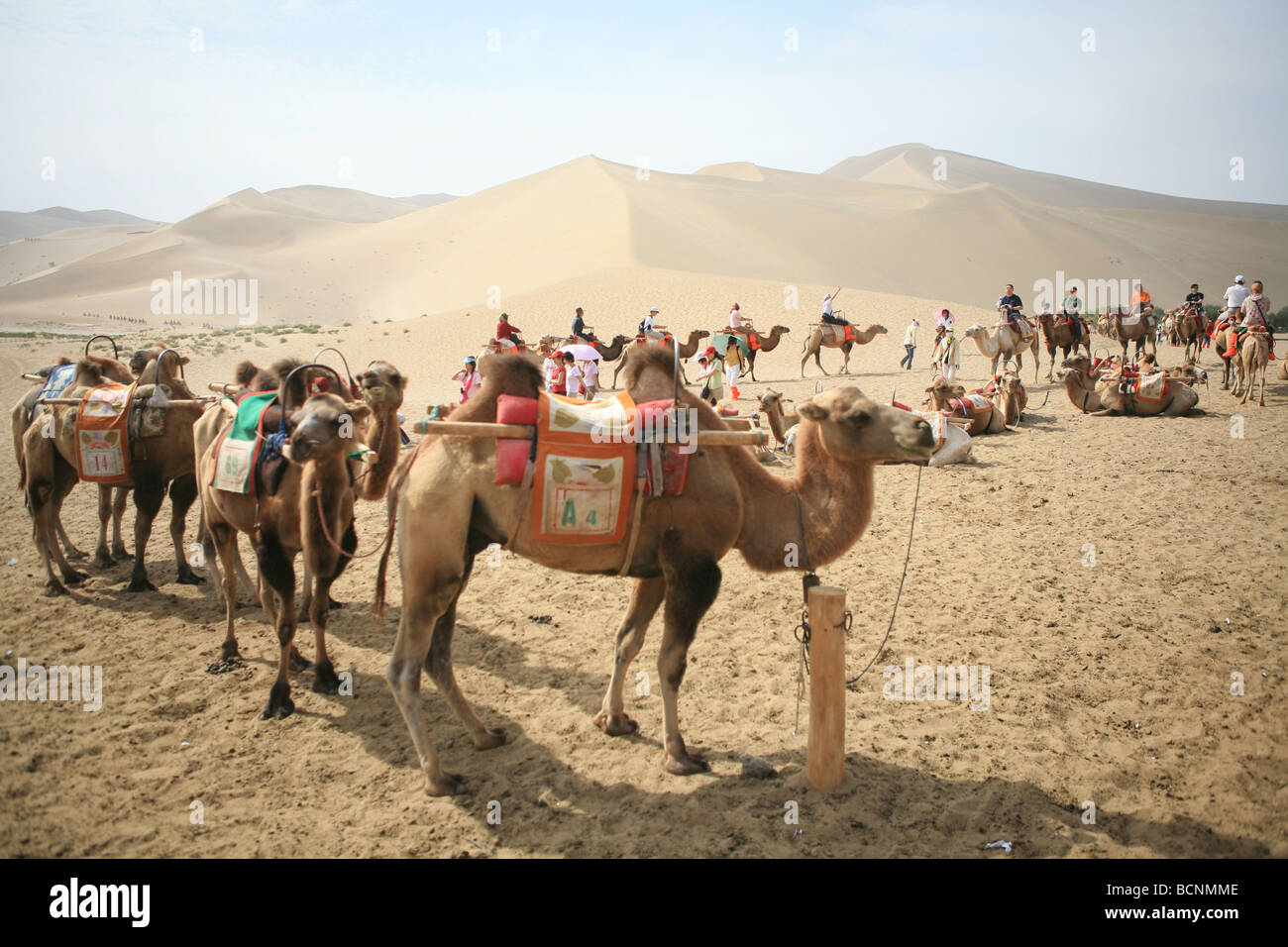 Kamele, die darauf warten, pickup Touristen, Stadt Dunhuang, Gansu Province, China Stockfoto