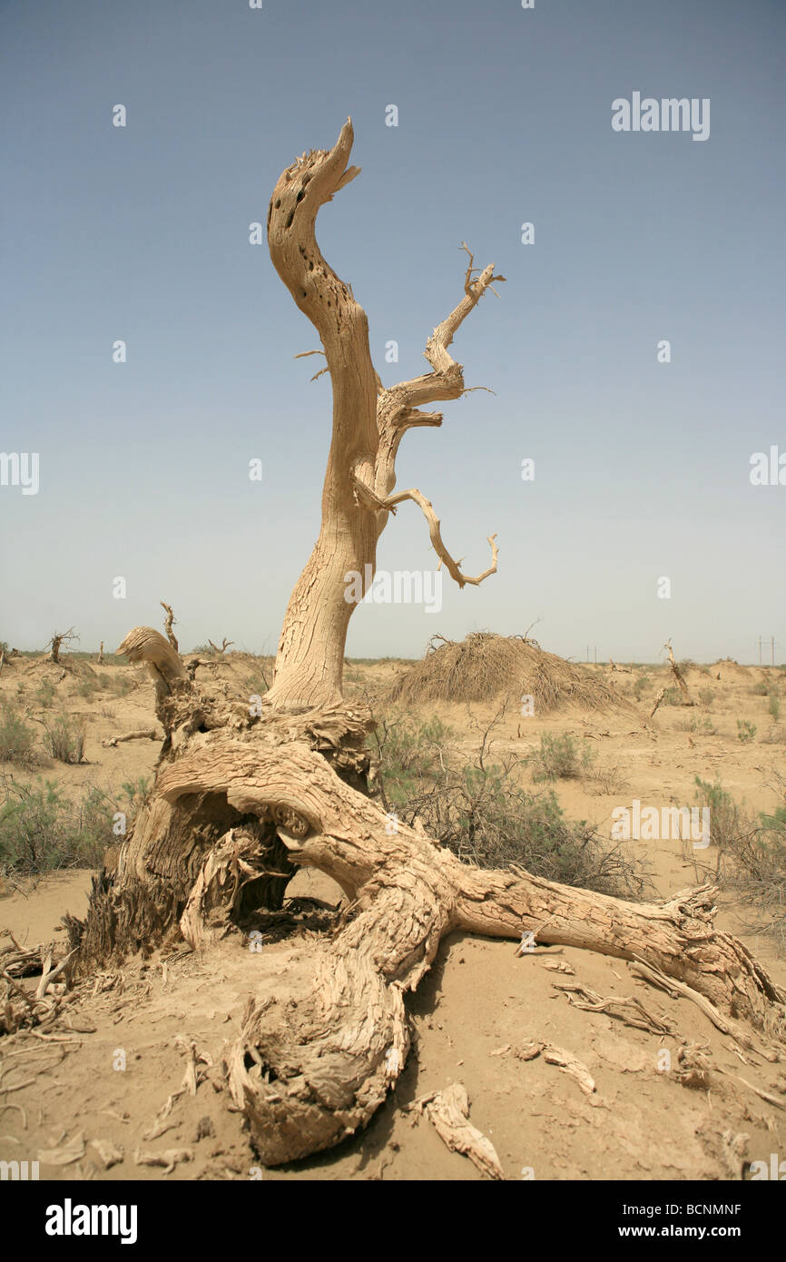 Kofferraum eines Toten Euphrat-Pappel Baum, Uigurischen Autonomen Gebiet Xinjiang, China Stockfoto