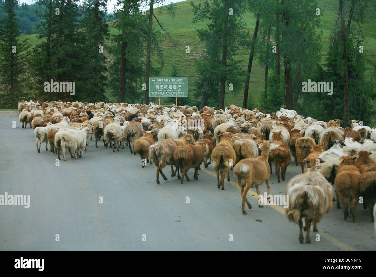 Herde von Schafen Kreuzung Highway in der Nähe Kanas Erhaltung, Uigurischen Autonomen Gebiet Xinjiang, China Stockfoto