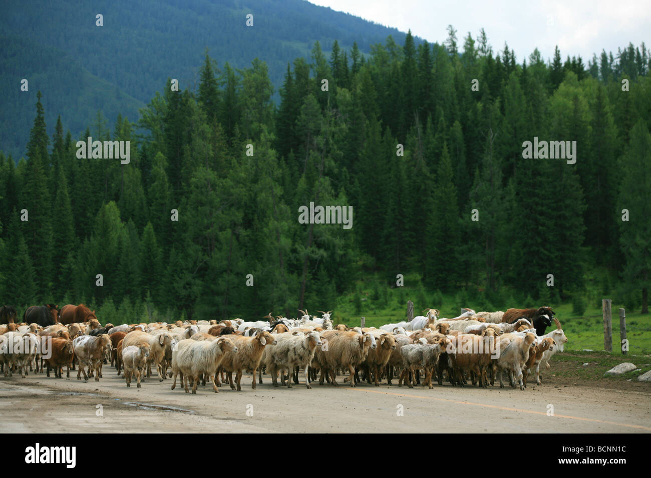 Herde von Schafen Kreuzung Highway in der Nähe Kanas Erhaltung, Uigurischen Autonomen Gebiet Xinjiang, China Stockfoto