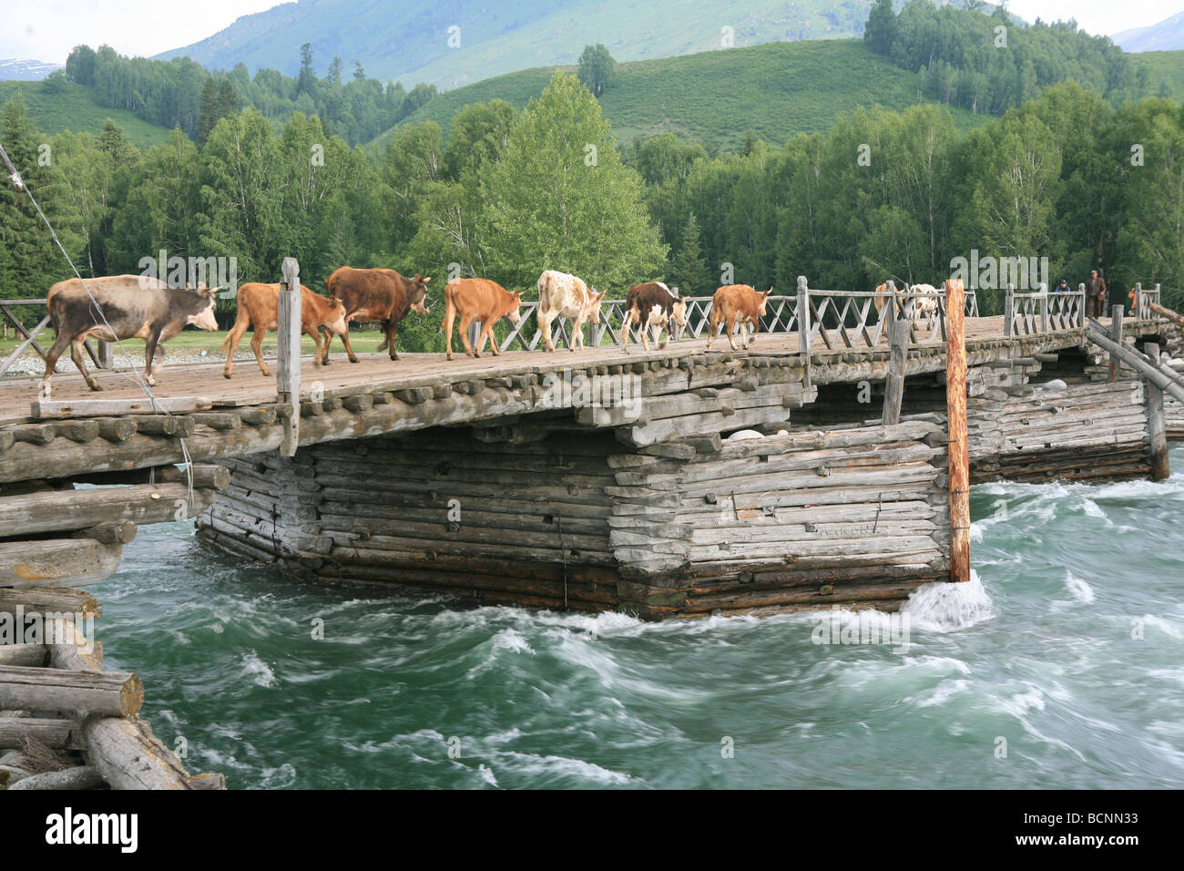 Rinder, die zu Fuß über die Holzbrücke, Kanas Erhaltung Xingjiang Uiguren autonomen Region, China Stockfoto