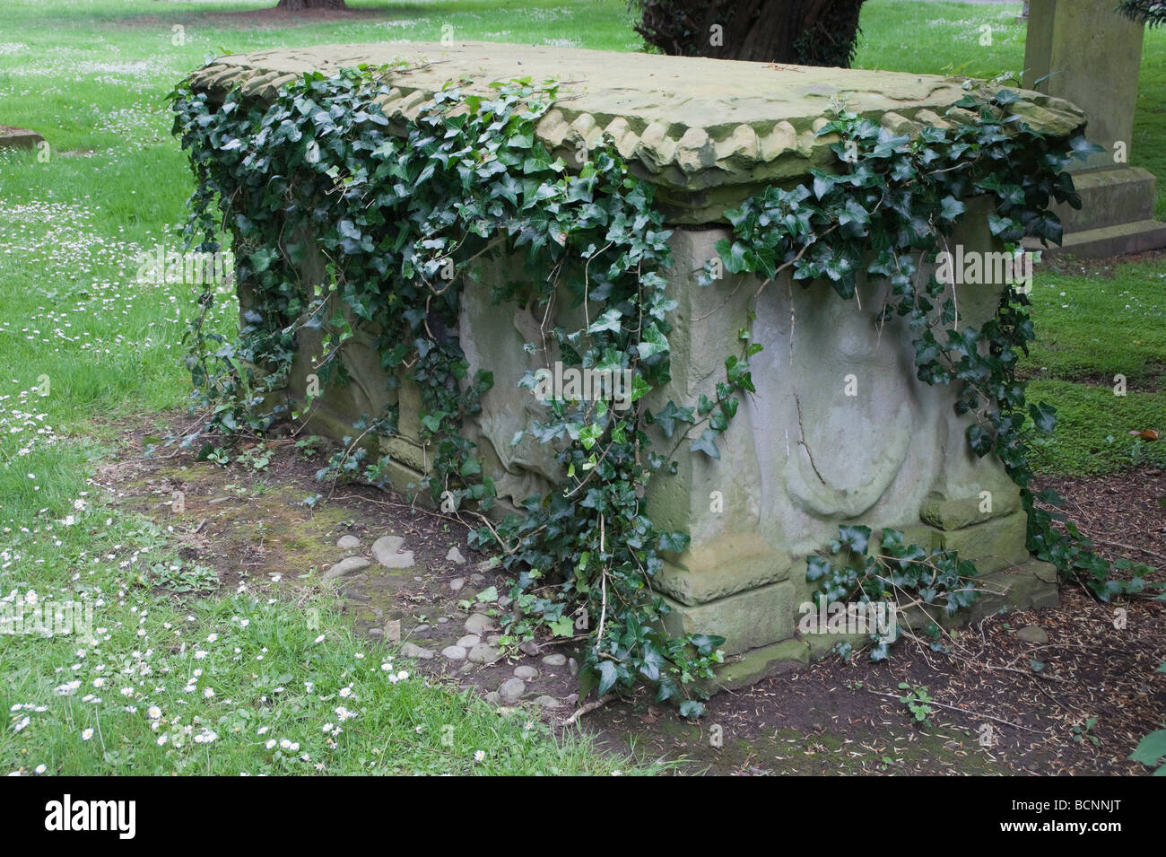 drachenbaum lemon lime Drachenbaum Lemon Lime – ruuds