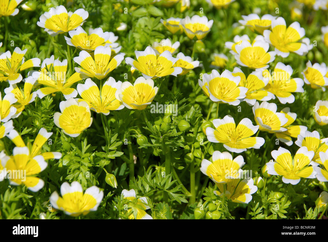 sumpfblume sumpfblume