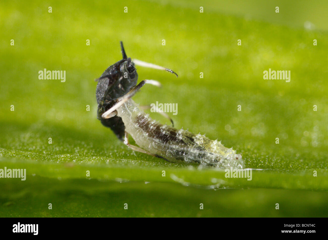 Sehr junge Hoverfly Larven essen eine Blattlaus. Es ist nicht möglich festzustellen, welche Arten der Larve, Leider gehört. Stockfoto