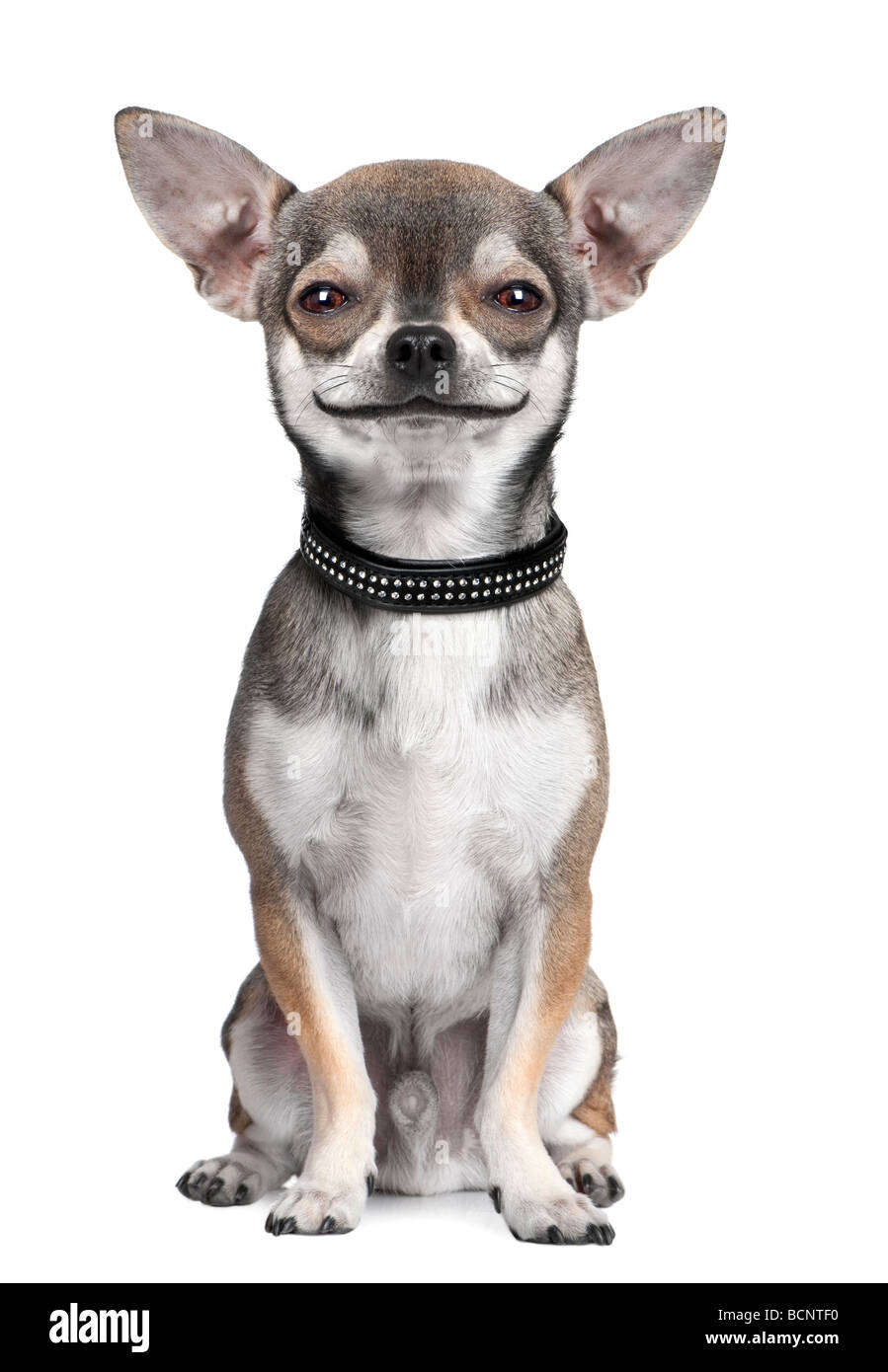 Chihuahua Hund schaut in die Kamera Lächeln vor einem weißen Hintergrund, Studio gedreht Stockfoto