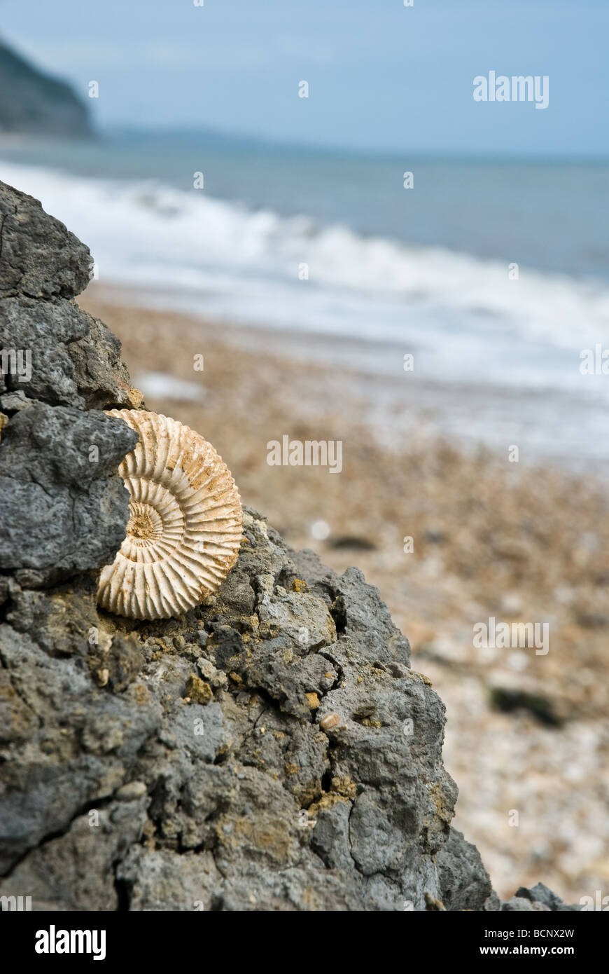 Fossil am Strand Stockfoto