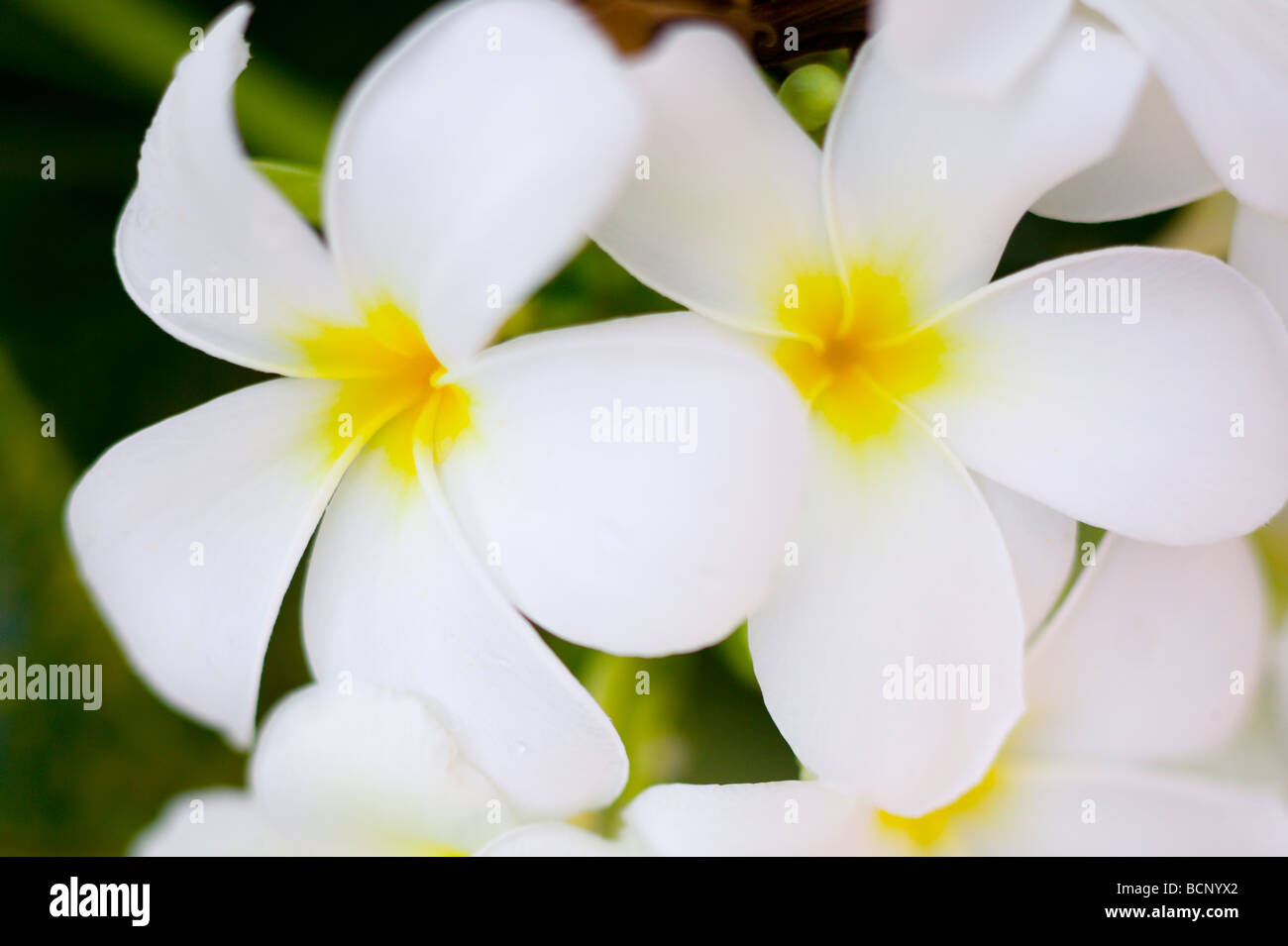 Zwei Frangipani-Blüten Stockfoto