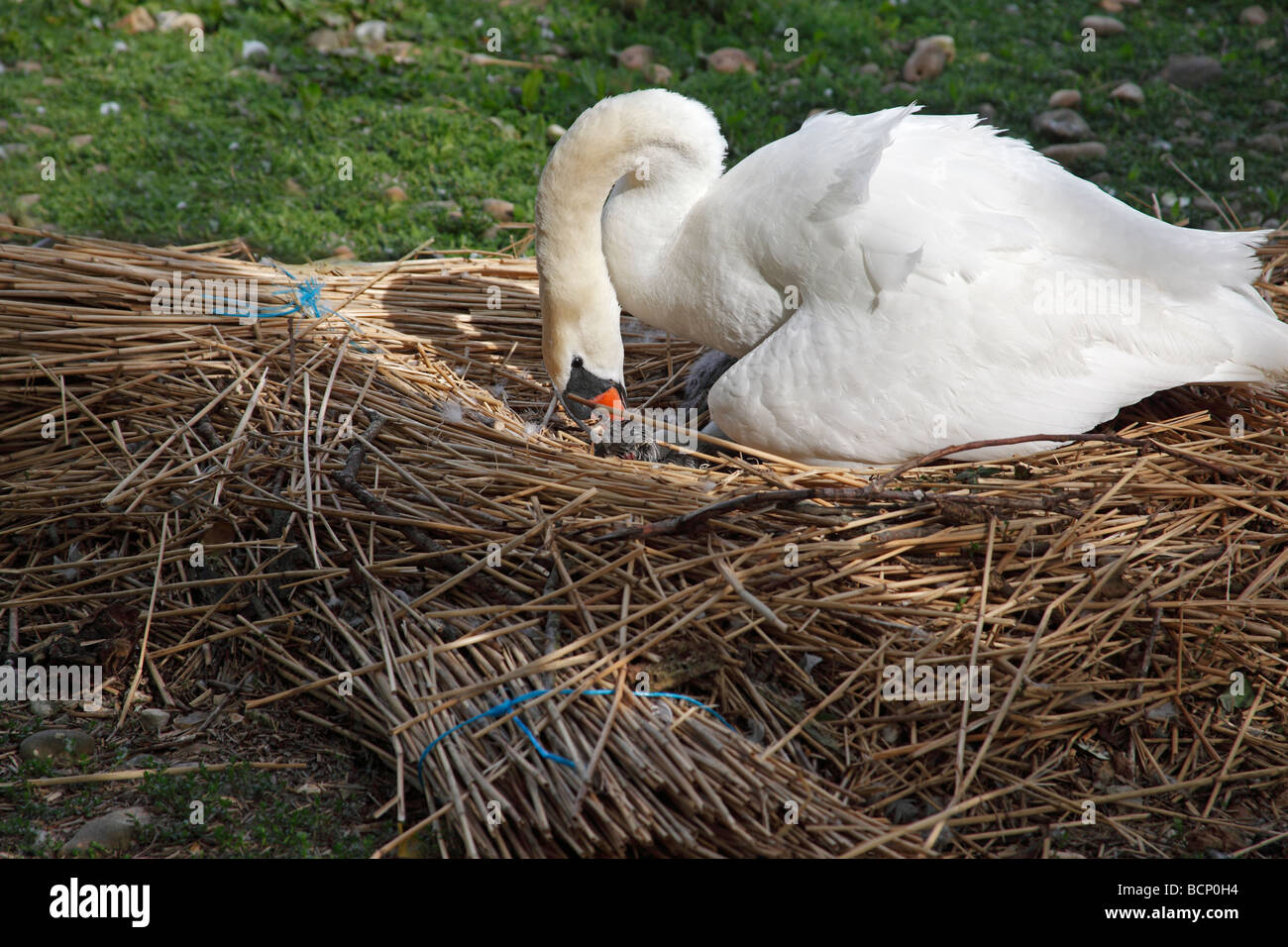 Höckerschwan Cygnus Olor drehen Eiern im nest Stockfoto