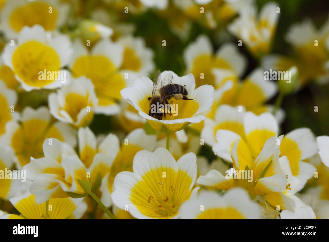 Honig Biene Apis Melifera nehmen Nektar aus pochiertem Ei Pflanze Blume Stockfoto
