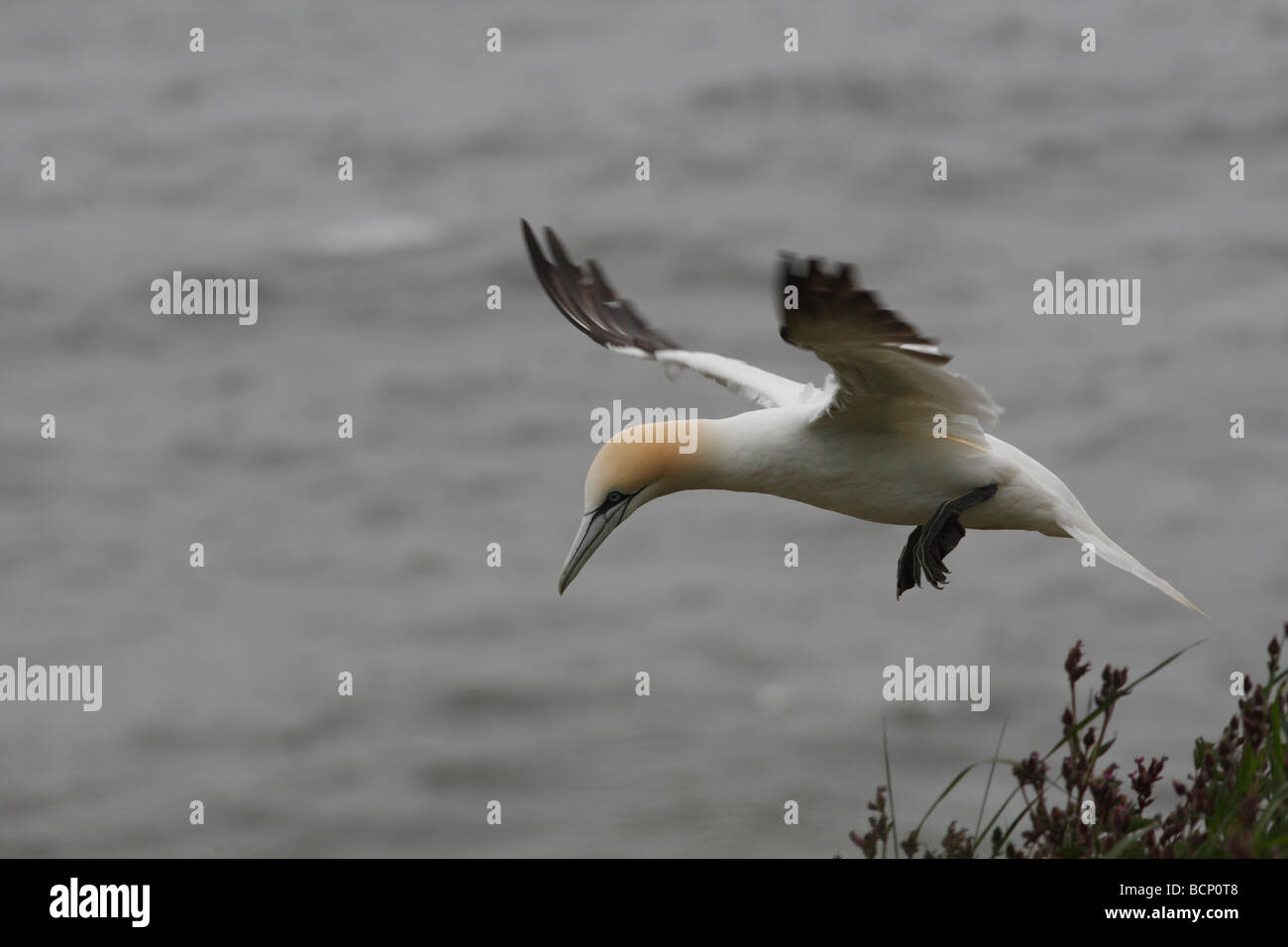 Gannet Sulu Bassana hereinkommen zu landen Stockfoto