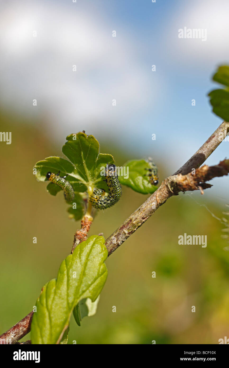 Stachelbeere Blattwespen Nematus Ribesii Fütterung auf Stachelbeere lässt Stockfoto