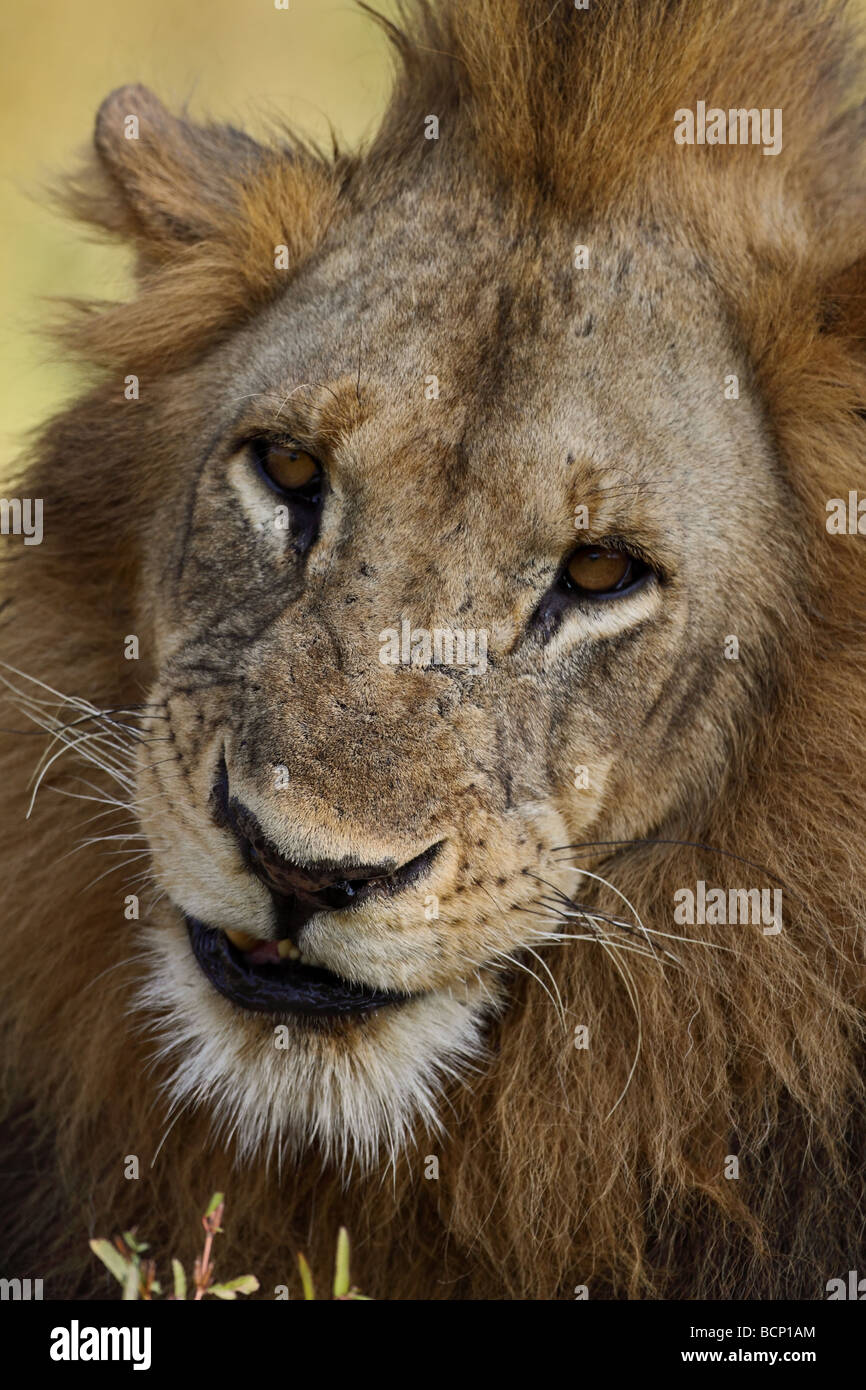 Männlicher Löwe (Panthera Leo), Afrika. Stockfoto