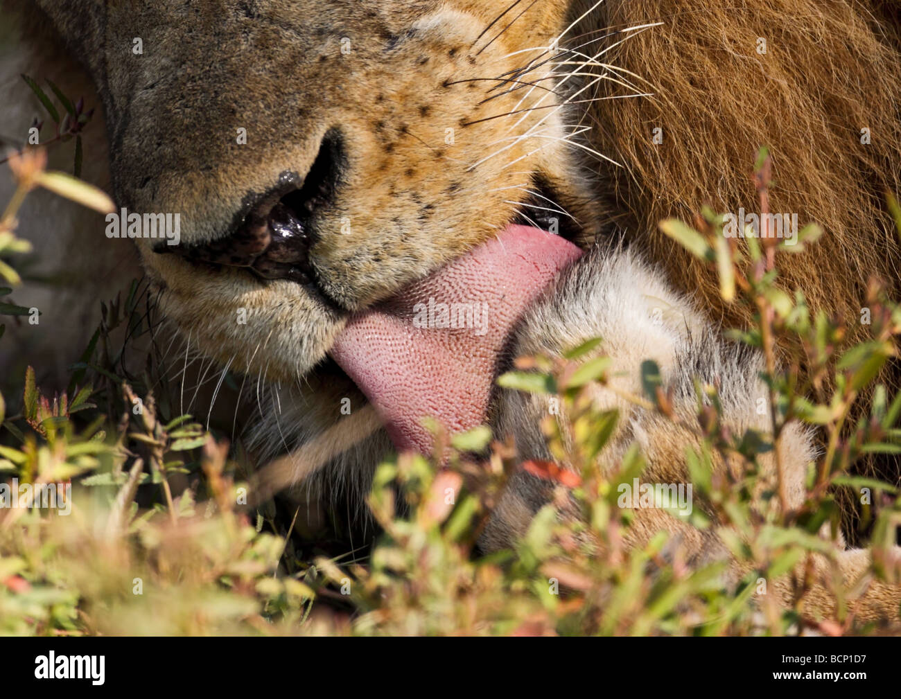 Männlicher Löwe (Panthera Leo), Afrika. Stockfoto