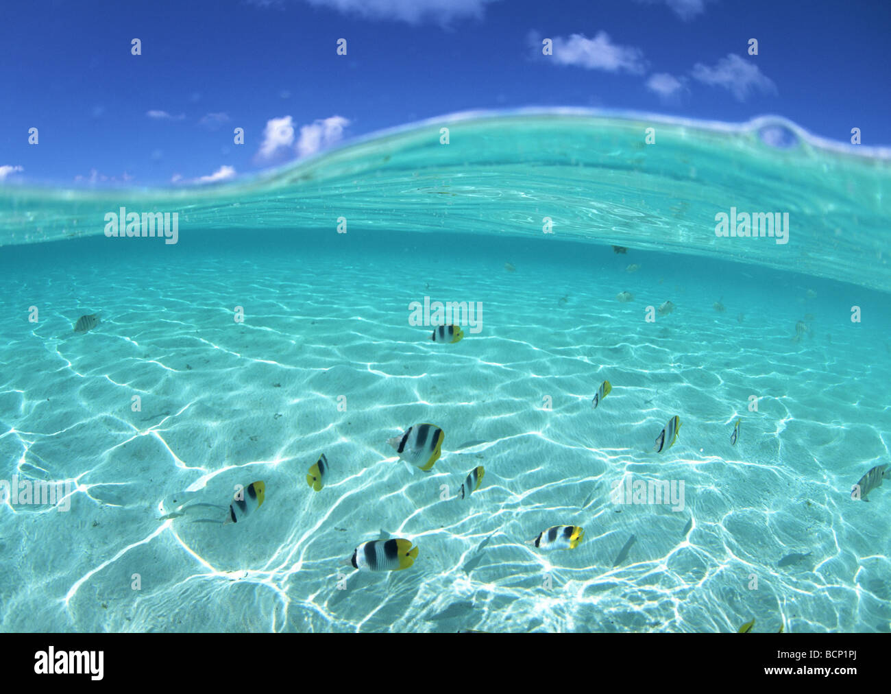 Fische im Meer Stockfoto