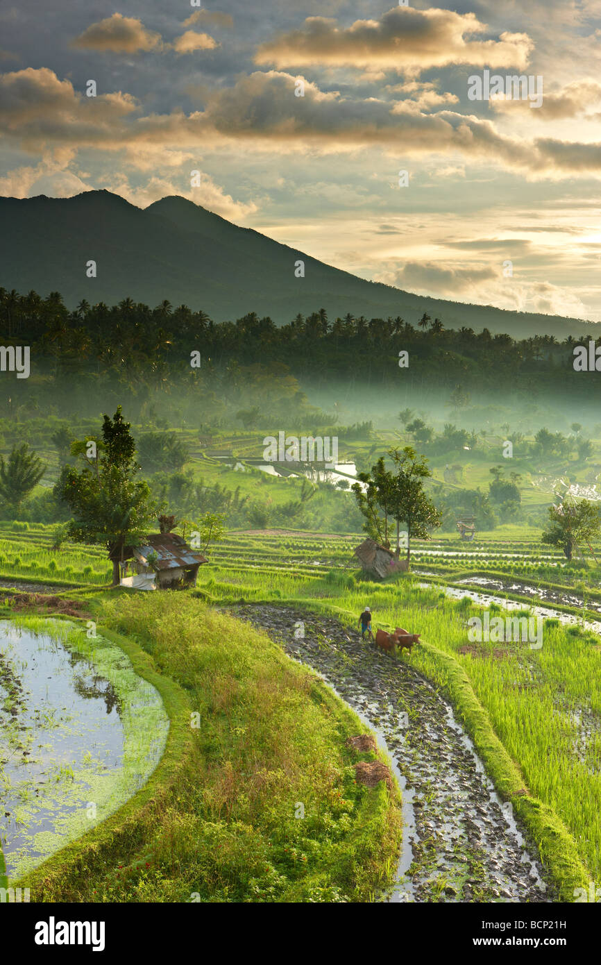 Ochsen angetrieben Pflug in den terrassenförmig angelegten Reis Felder nr Tirtagangga im Morgengrauen mit der vulkanischen Gipfel des Gunung Lempuyang, Bali, Indonesien Stockfoto