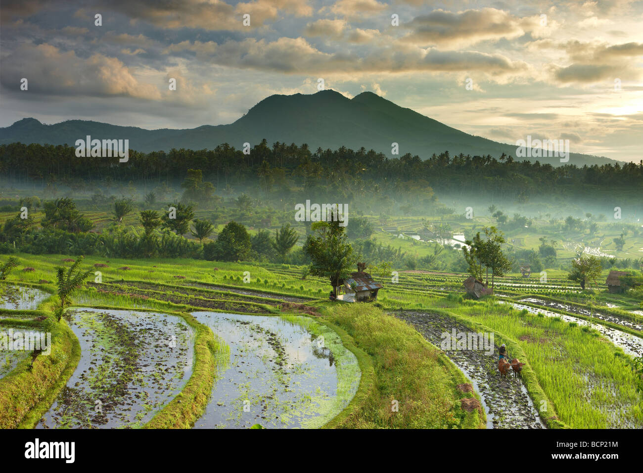 Ochsen angetrieben Pflug in den terrassenförmig angelegten Reis Felder nr Tirtagangga im Morgengrauen mit der vulkanischen Gipfel des Gunung Lempuyang, Bali, Indonesien Stockfoto
