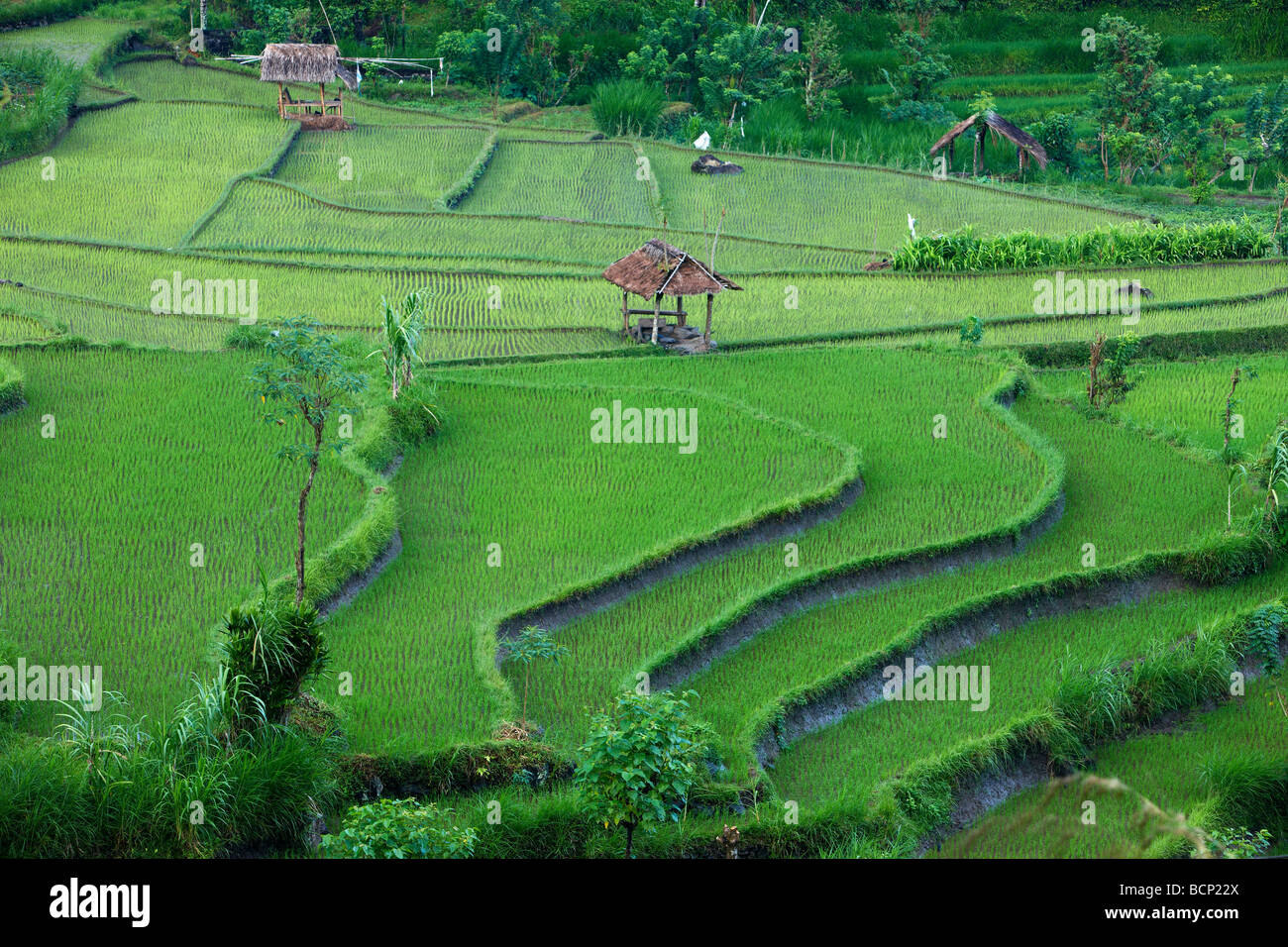 die terrassenförmig angelegten Reis Felder, in der Nähe von Tirtagangga, Bali, Indonesien Stockfoto